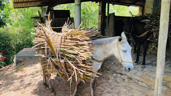 Regenerando el Suelo y Revitalizando el Ser